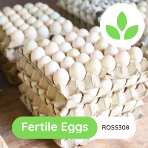 The Growing Space - Fertile Eggs Ross 308 (3)