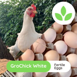 The Growing Space - GroChick White Layers