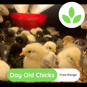 The Growing Space - Layer Chicks Free Range (4)