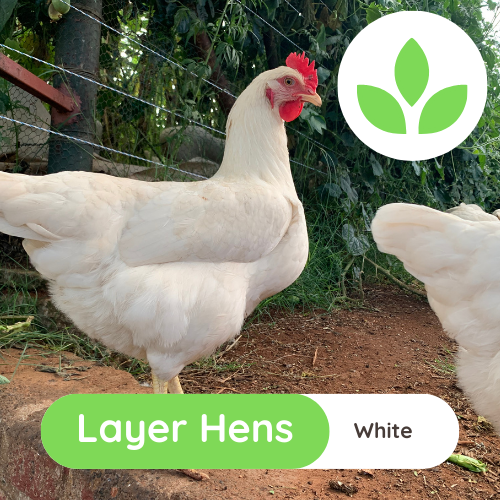 The Growing Space - Layer Hens (3)
