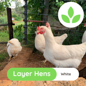 The Growing Space - Layer Hens (4)